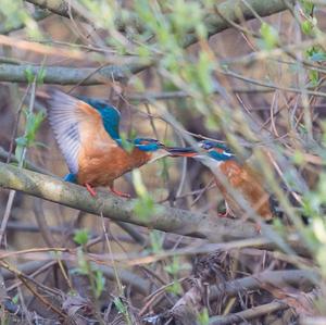 Common Kingfisher