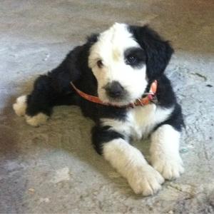 Old English Sheepdog