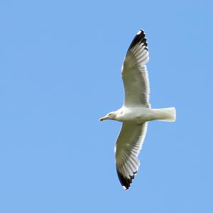 Yellow-legged Gull