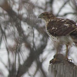 Cooper's Hawk