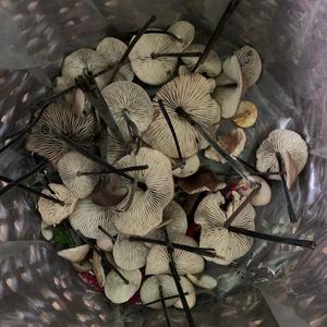 Garlic Marasmius