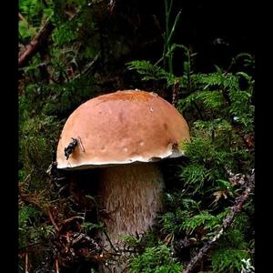 King Bolete