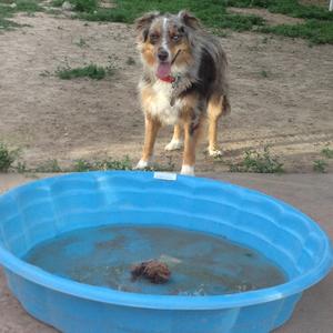 Australian Shepherd