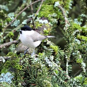 Marsh Tit