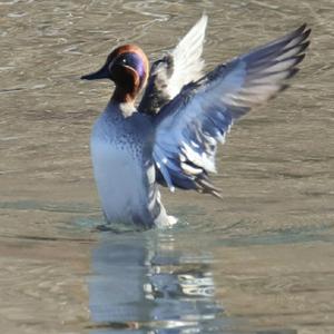 Common Teal