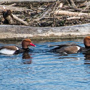 Red-crested Pochard