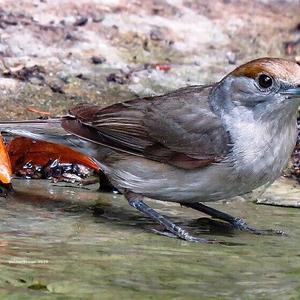 Blackcap