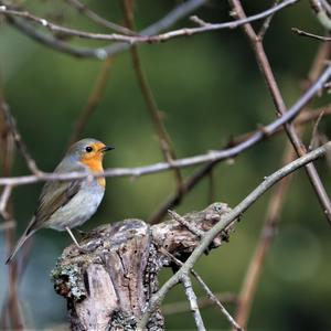 European Robin