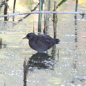 Spotted Crake