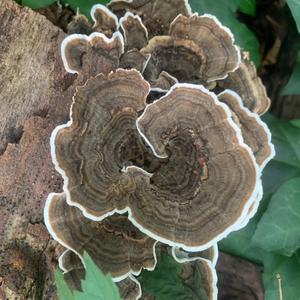 Turkey-tail