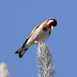 European Goldfinch