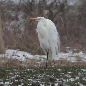 Great Egret