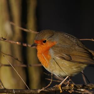 European Robin