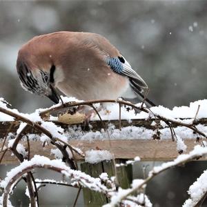 Eurasian Jay