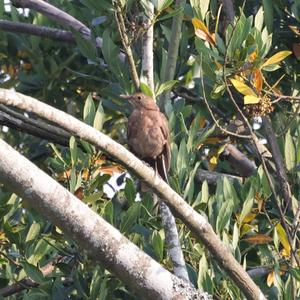 Eurasian Blackbird