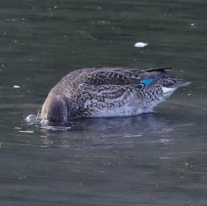 Common Teal