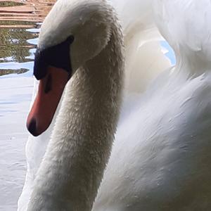 Mute Swan