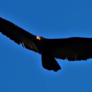 Greater Yellow-headed Vulture