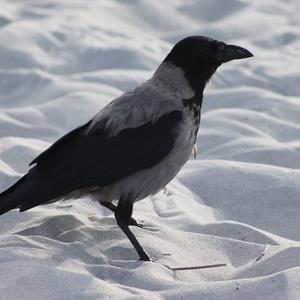 Hooded Crow