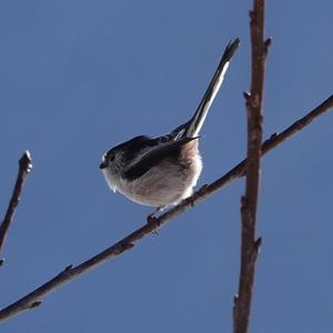 Long-tailed Tit