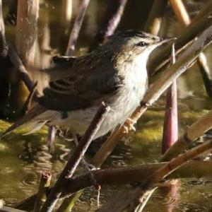 Sedge Warbler