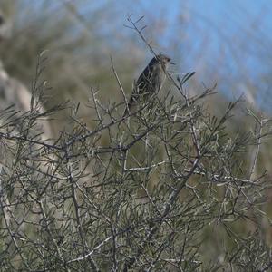 Black Redstart