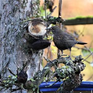 Eurasian Blackbird