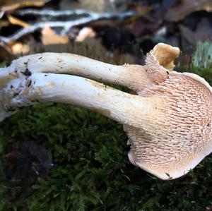 Hedgehog Fungus, Common