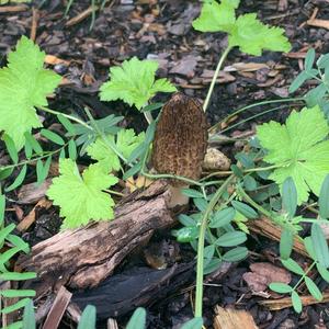 Black Morel