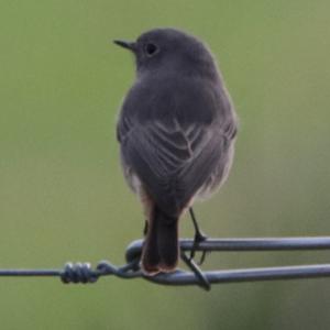 Black Redstart