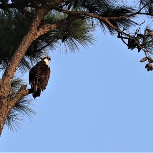 Osprey