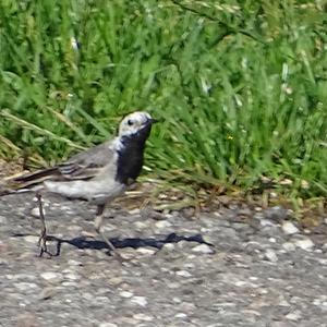 White Wagtail