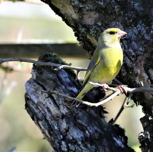 European Greenfinch