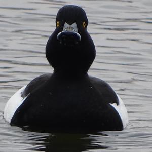 Tufted Duck