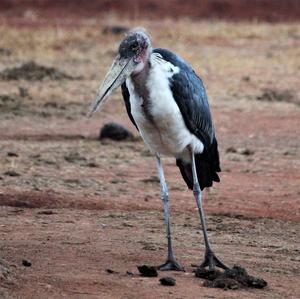 Marabou Stork