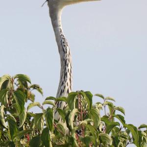 Grey Heron