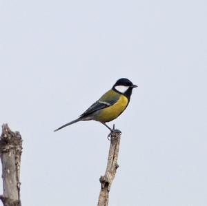 Great Tit