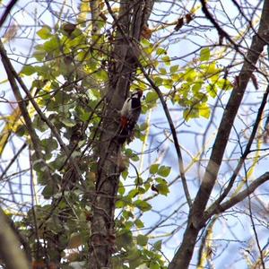 Great Spotted Woodpecker