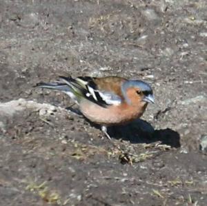 Eurasian Chaffinch