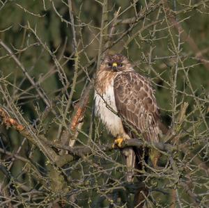 Mäusebussard