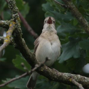 Common Whitethroat