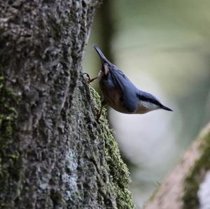 Wood Nuthatch