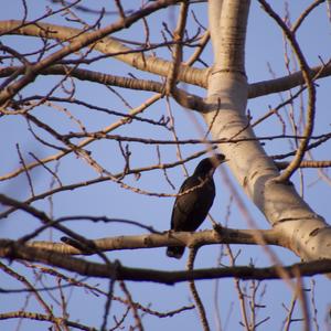 Common Myna