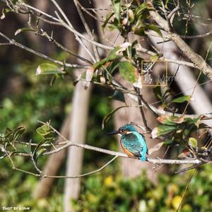 Eisvogel