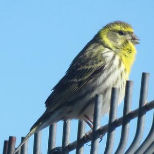 European Serin