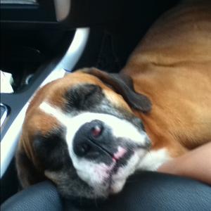Unknown Breed