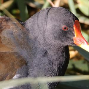 Common Moorhen