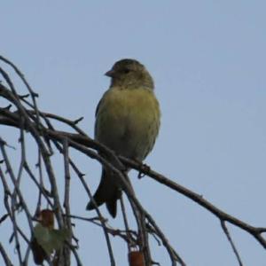 Eurasian Siskin