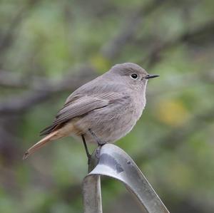 Black Redstart