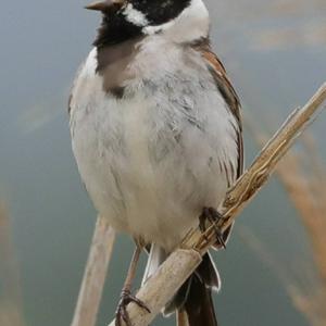 Reed Bunting